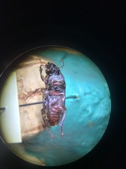 Harpalina