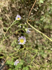 Erigeron strigosus