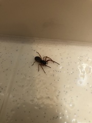 Trachelas tranquillus