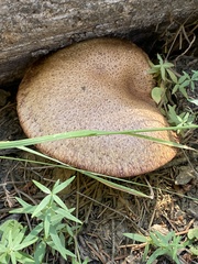 Suillus granulatus