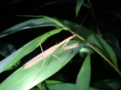 Statilia maculata