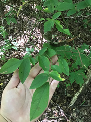 Leucaena
