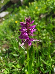 Dactylorhiza euxina