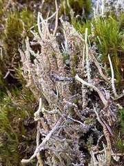 Cladonia squamosa