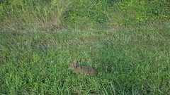 Sylvilagus palustris