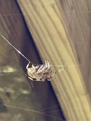 Neoscona domiciliorum