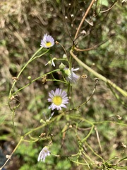 Erigeron strigosus