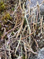Cladonia squamosa