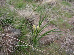 Toxicoscordion paniculatum