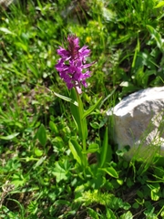 Dactylorhiza euxina