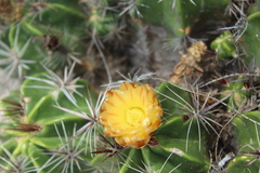 Ferocactus robustus
