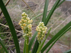 Toxicoscordion paniculatum