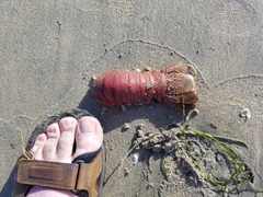 Panulirus interruptus