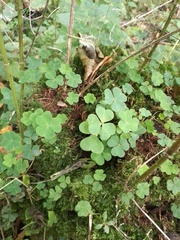 Oxalis acetosella