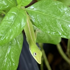 Anolis carolinensis