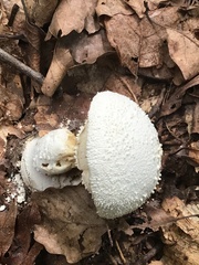 Amanita polypyramis