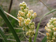 Toxicoscordion paniculatum