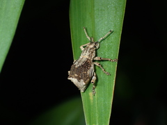 Episomus chinensis