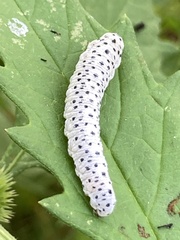 Tenthredo scrophulariae