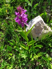 Dactylorhiza euxina