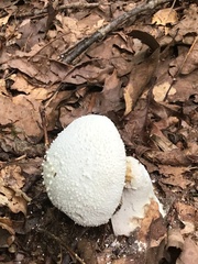 Amanita polypyramis
