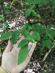 Leucaena