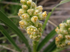 Toxicoscordion paniculatum