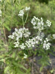 Eupatorium