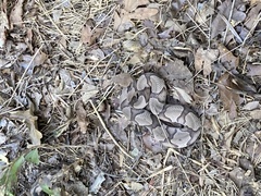 Agkistrodon contortrix