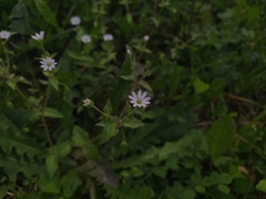 Stellaria