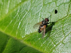 Diptera