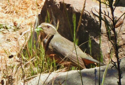 Rufous-bellied Mountain Tanager (Pseudosaltator rufiventris), photo 7