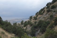 Juniperus polycarpos