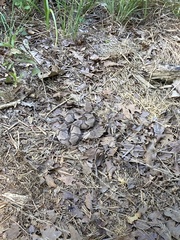 Agkistrodon contortrix