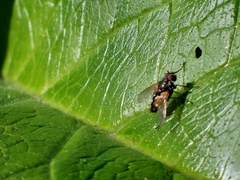 Diptera