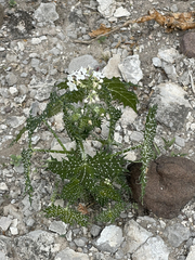 Cnidoscolus maculatus