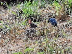 Sylvilagus floridanus