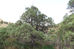 Juniperus polycarpos