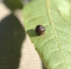 Caryomyia