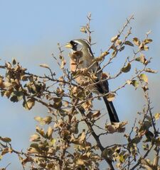 Saltatricula multicolor