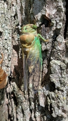 Neotibicen