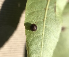 Caryomyia