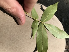 Caryomyia