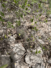 Mammillaria dioica dioica