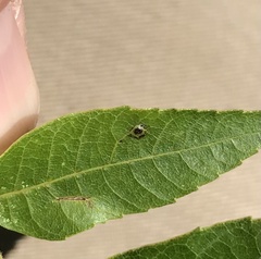 Caryomyia