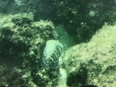Cephalopholis panamensis