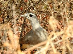 Chunga burmeisteri