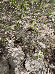 Mammillaria dioica dioica