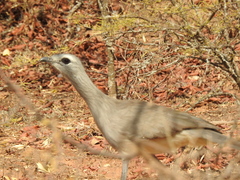 Chunga burmeisteri