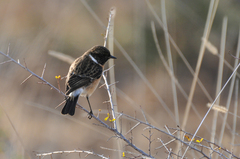 Saxicola torquatus